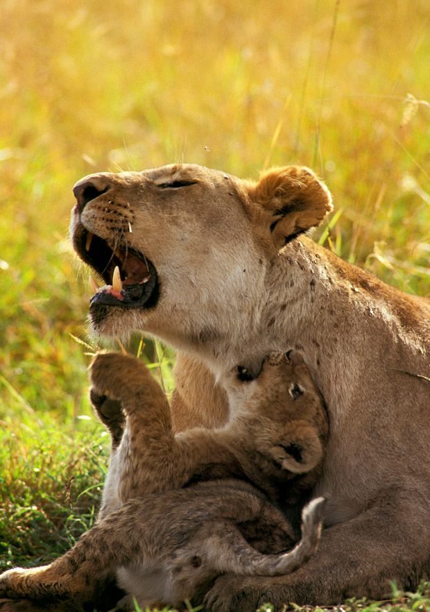 African+Lion+cub+playing+with+mother